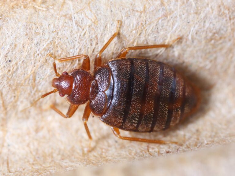 Everything you didn’t want to know about Bed Bugs!