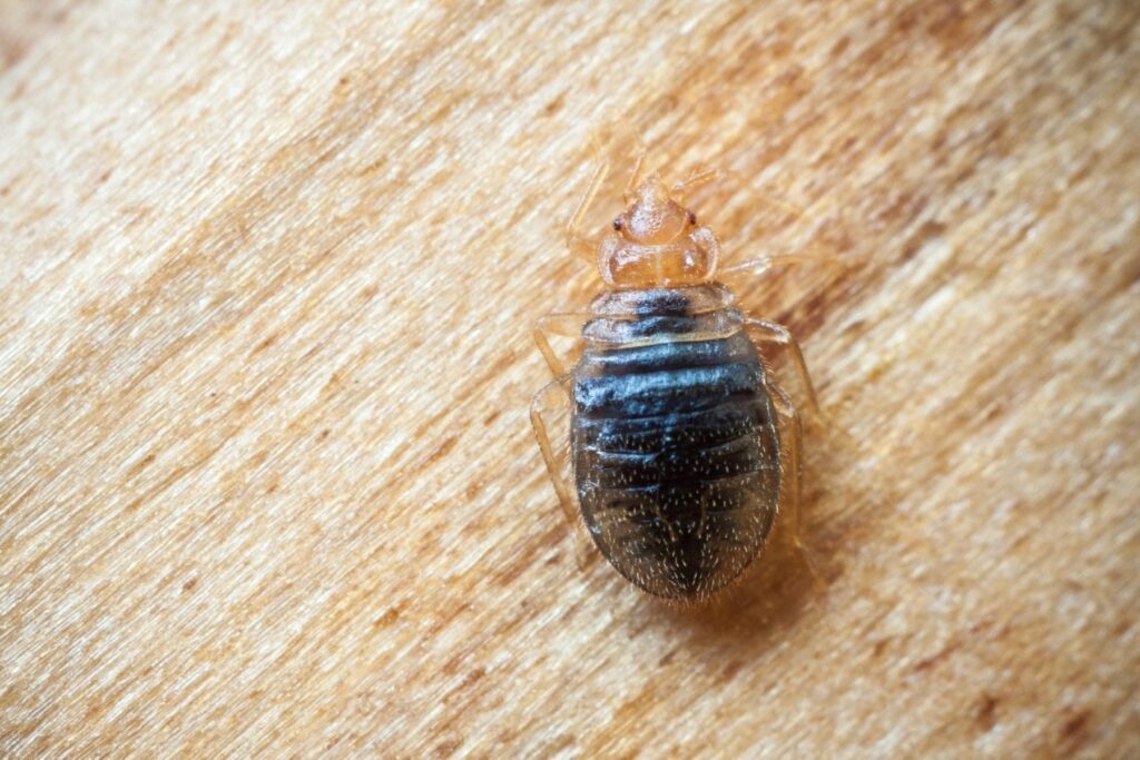 Bed bug on wood close up