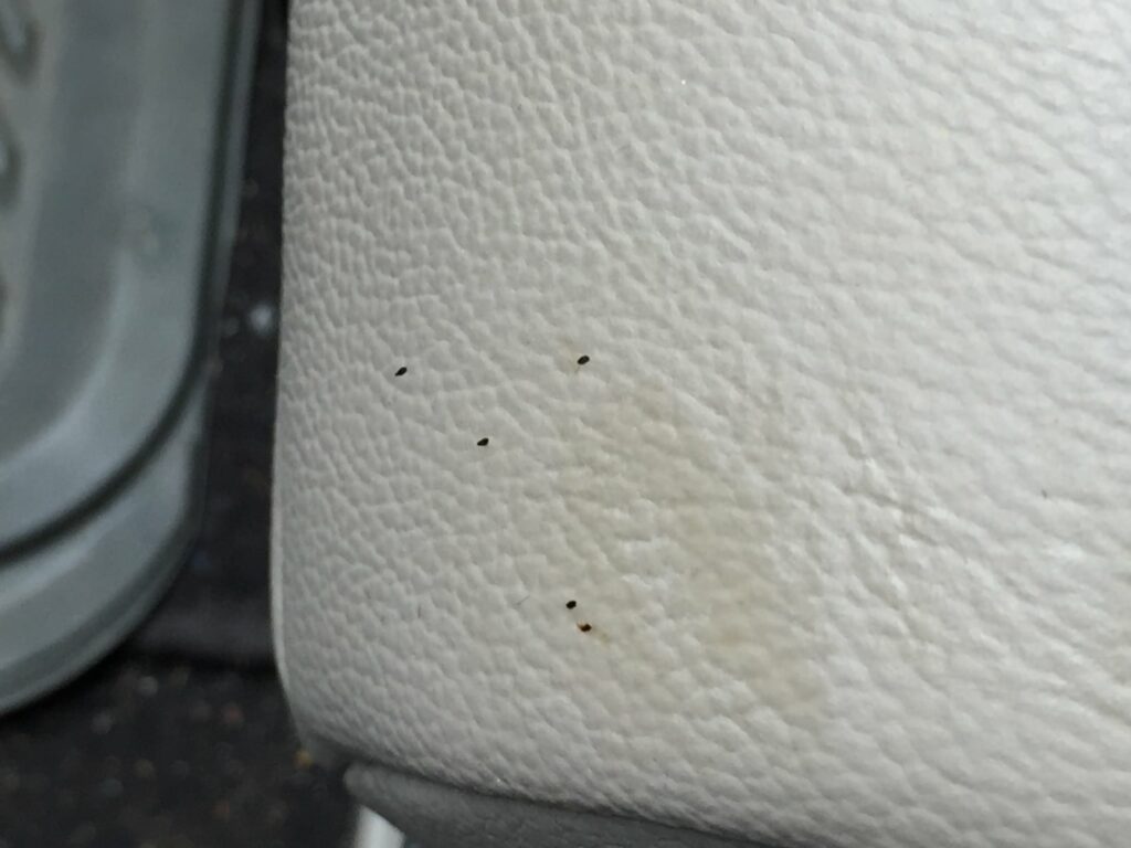 bed bug car seat