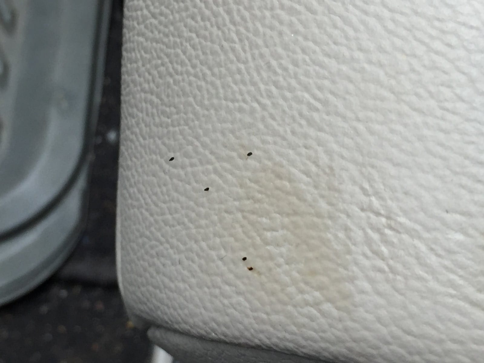 Bed Bugs in Your Car What To Do Next DIY Bed Bug Eradication