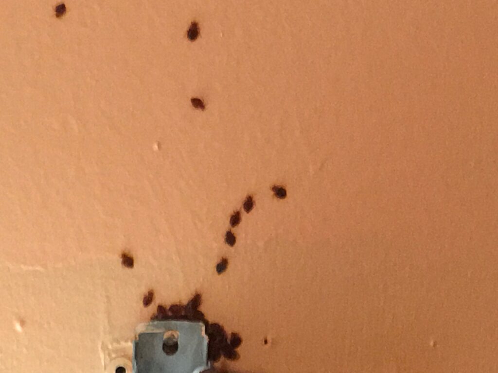 bed bugs wall